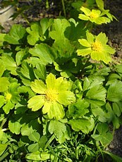 Hacquetia epipactis 