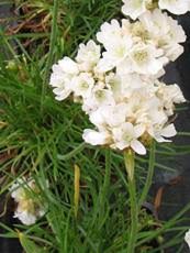 Armeria maritima´Alba´