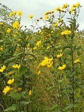 Helianthus x multiflorus