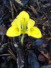 Iris danfordiae