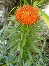 Rhodiola linearifolia