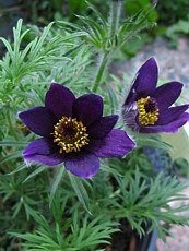 Pulsatilla vulgaris´Violet´