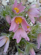 Pulsatilla vulgaris´Pink Shades´