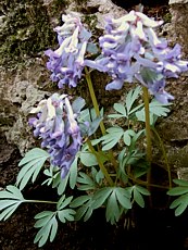 Corydalys flexuosa