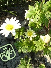 Anemone blanda 'White Splendour'