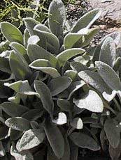 Stachys olympica