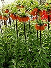 Fritilaria imperialis 