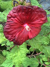 Hibiscus moscheutos ´Luna Red´