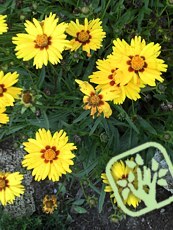 Coreopsis grandiflora ´Sunfire´ 