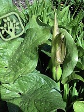 Arum maculatum