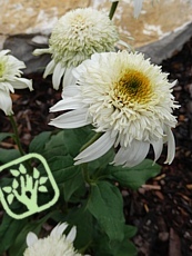 Echinacea purpurea ´White Double Delight´