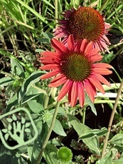 Echinacea purpurea ´Hot Lava´