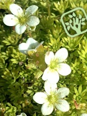 Saxifraga moschata ´Cloth of Gold´