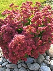 Sedum spectabile´Brilliant´ Sedum spectabile´Brilliant´
