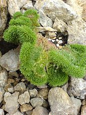 Sedum reflexum´Cristatum´ Sedum reflexum´Cristatum´