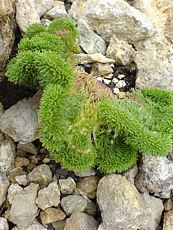 Sedum reflexum´Cristatum´ 