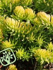 Sedum reflexum´Aureum´ Sedum reflexum´Aureum´