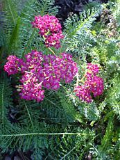 Achillea millefolium ´Rosea´ Achillea millefolium ´Rosea´