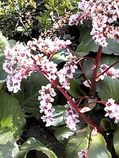 Bergenia cordifolia´Alba´