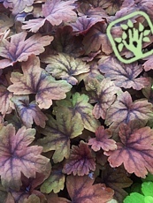 Heucherella ´Sweet Tea´