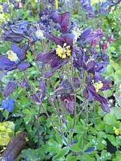 Aquilegia alpina