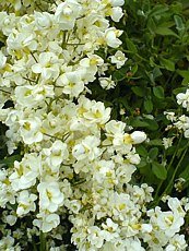 Arabis procurrens´Plena´