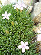 Arenaria montana