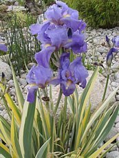 Iris pallida´Variegata´