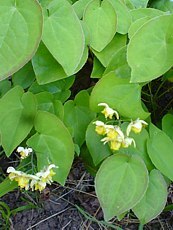 Epimedium davidii 