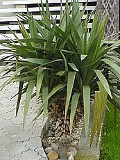 Yucca recurvifolia