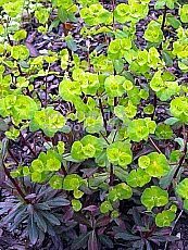Euphorbia amygdaloides ´Purpurea´ 