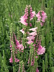 Physostegia virginiana´Rosea´