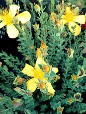 Hypericum olympicum 