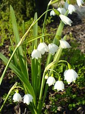 Leucojum aestivum
