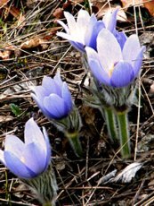 Pulsatilla slavica