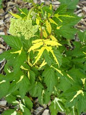 Filipendula ulmaria ´Variegata´