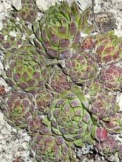 Sempervivum hirtum Sempervivum hirtum