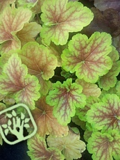 Heuchera ´Sunrise Falls´