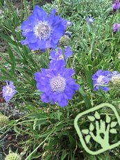 Scabiosa caucasica Scabiosa caucasica