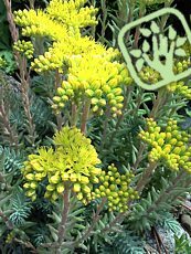 Sedum reflexum 