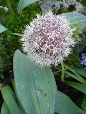 Allium karataviense