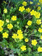 Potentilla neumanniana