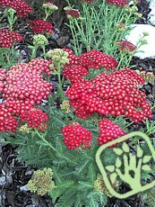 Achillea millefolium ´Paprika´