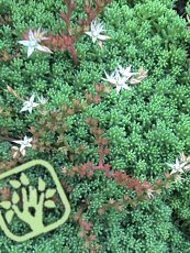 Sedum hispanicum Sedum hispanicum
