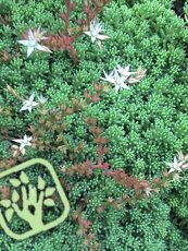 Sedum hispanicum