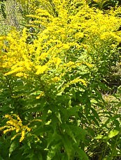 Solidago gigantea Solidago gigantea