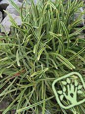 Armeria maritima 'Nifty Thrifty'