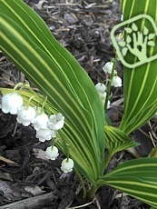 Convallaria majalis ´Variegata´