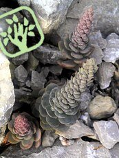 Orostachys boehmeri