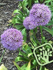 Allium ´Gladiator´